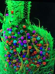 Cannabis under the Microscope