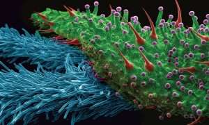 Cannabis up close