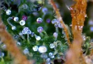 THC up close